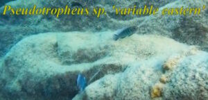 Pseudotropheus sp. 'variable eastern'